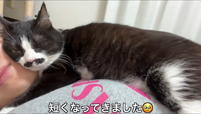 女性の上に横になってカメラを見つめるハチワレ猫