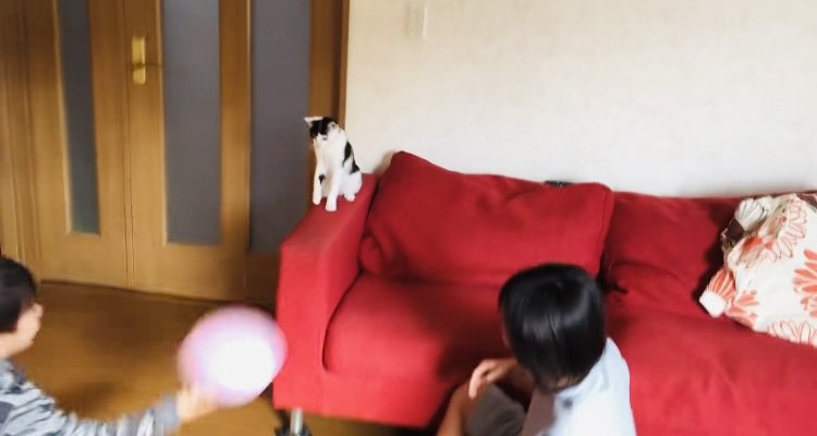 風船でバレーボールをする2人の男の子とハチワレ猫