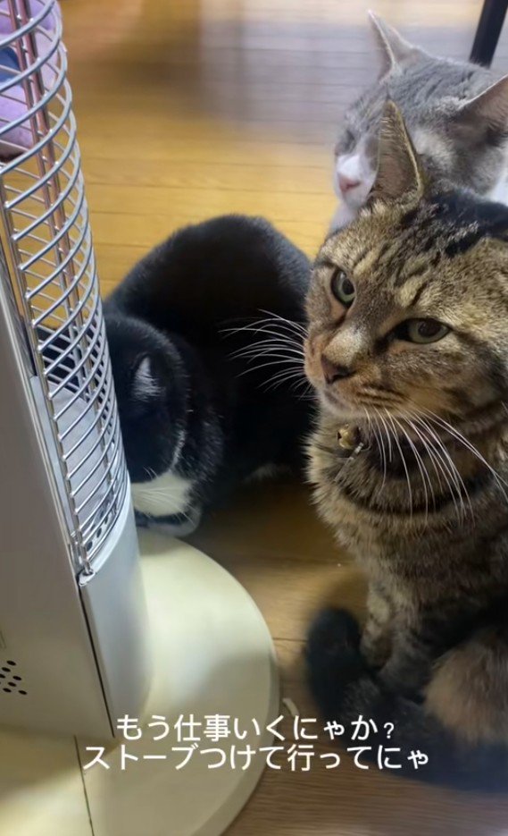 集まっている3匹の猫