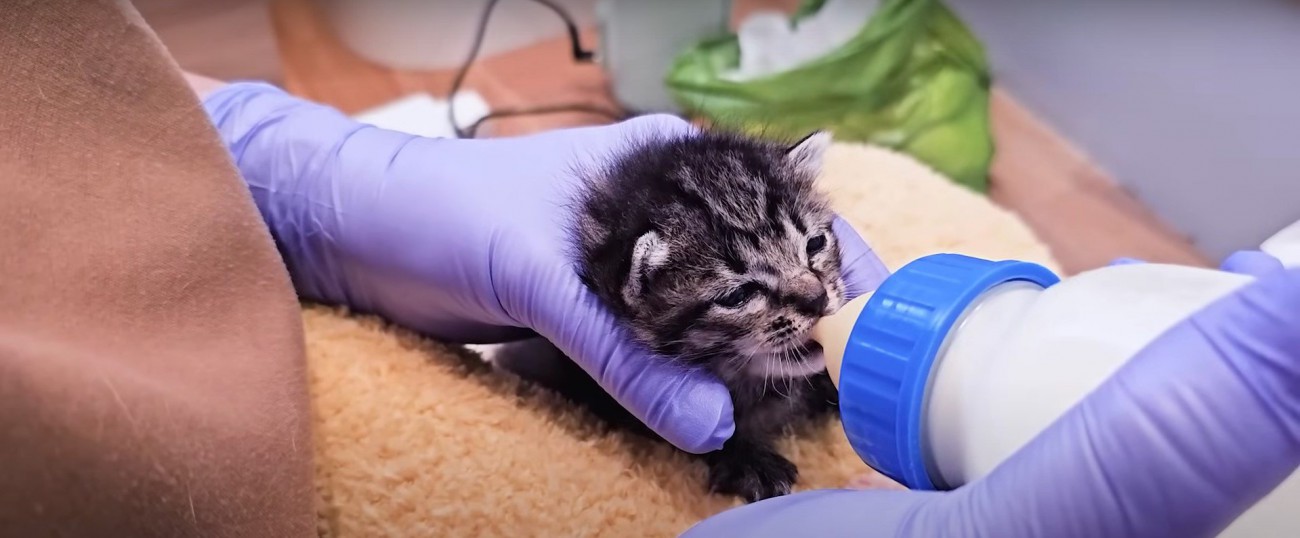 ミルクを飲む子猫