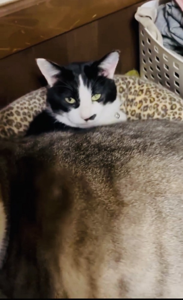 黒白猫の上に乗るグレー猫