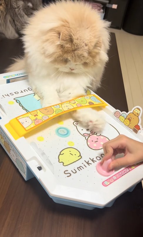 エアホッケーの相手の陣地に手を伸ばす猫