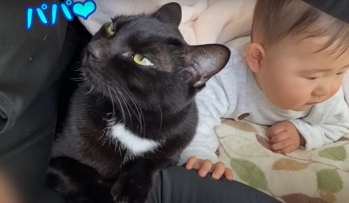 向かって左上を見る猫（パパ）