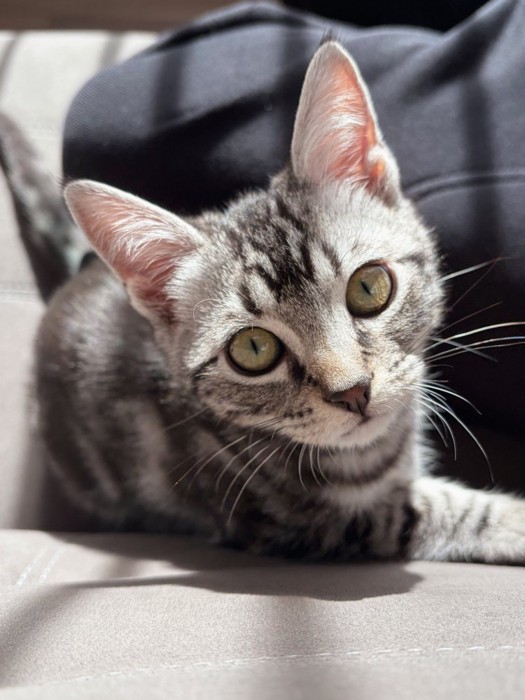 横になっている子猫