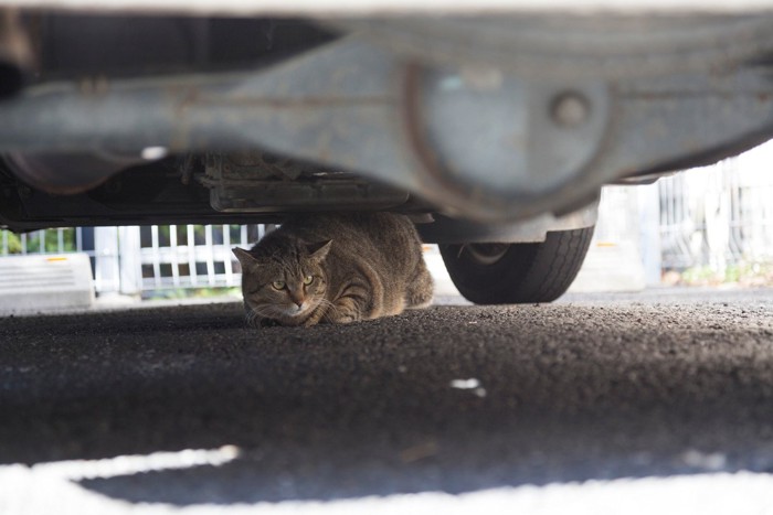車の下に隠れている猫