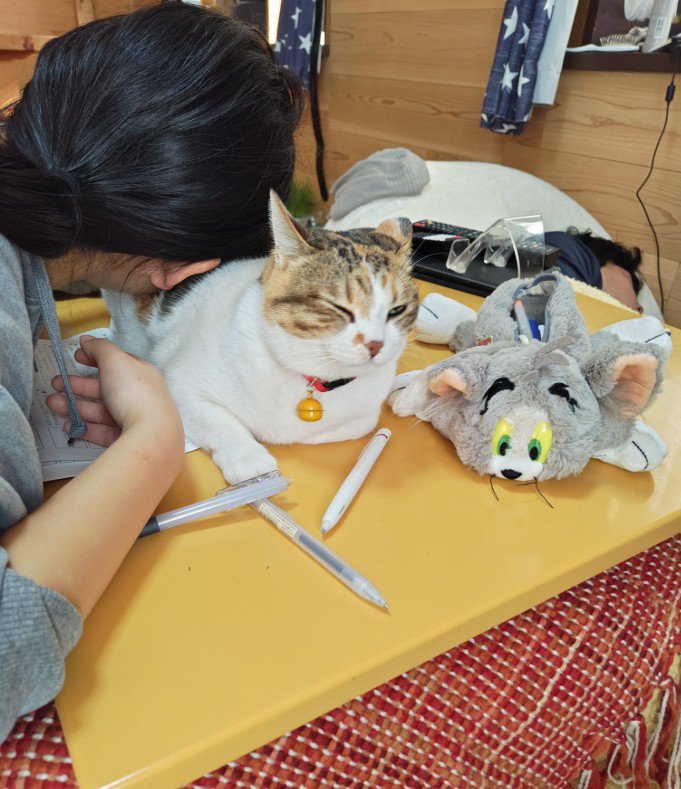 猫にくっつく女の子