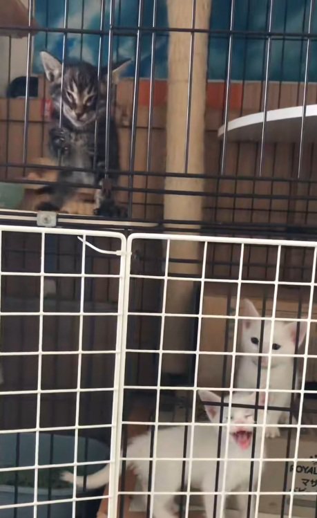 ケージの中で変顔している子猫