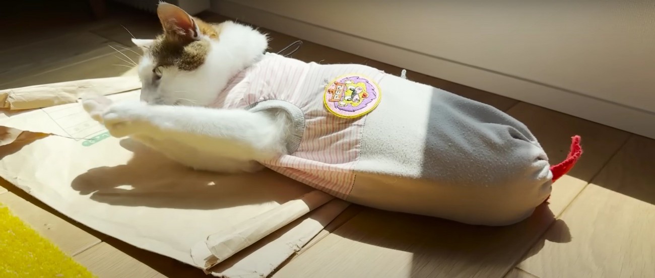 毛づくろいをしている猫