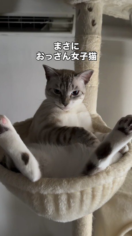 微動だにせず飼い主を見つめる猫