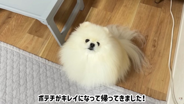 テロップ「ポテチがキレイになって～」