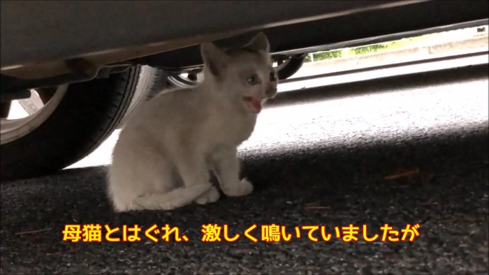 鳴いている子猫の横顔