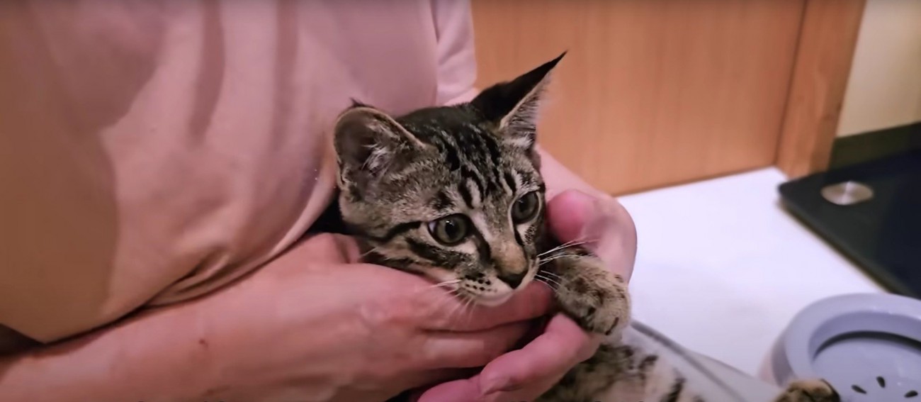 人に撫でられている子猫