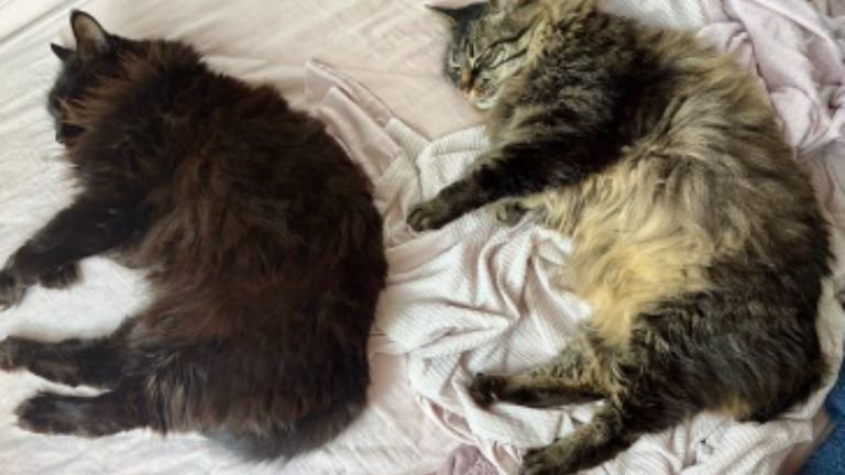 寝ている猫たち