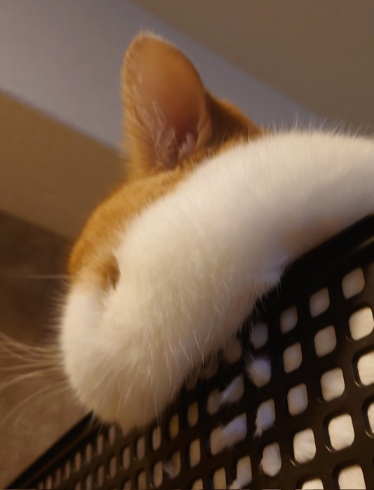 被毛に指の跡が残る猫の頬