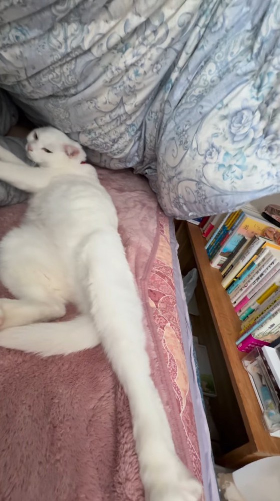 体を右に倒して右向きに寝る猫