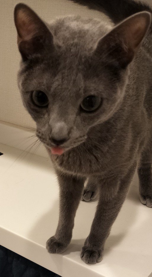 棚の上から飼い主を見つめる猫