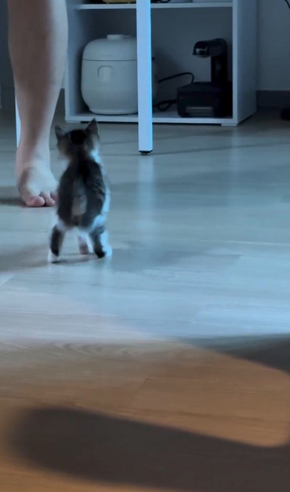 飼い主に近寄る子猫