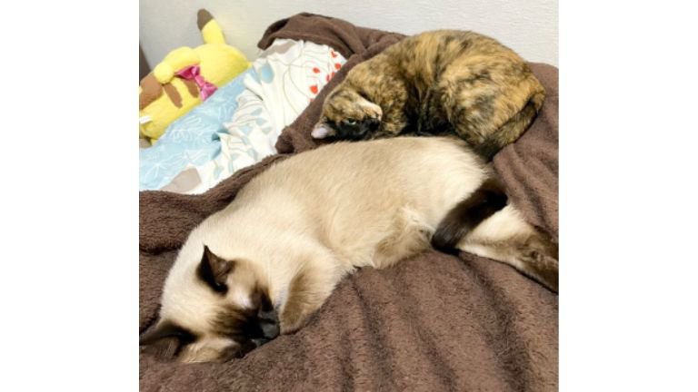 室内にいる猫
