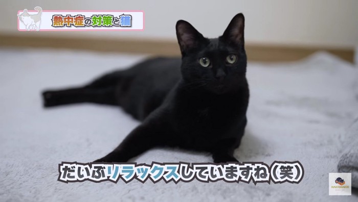 リラックス黒猫