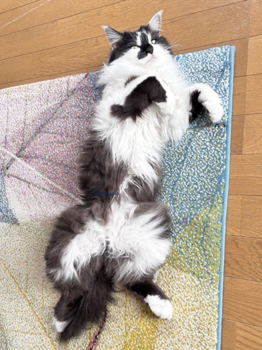 へそ天でお腹を見せている猫
