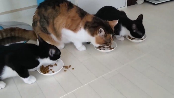 ご飯を食べる3匹の子猫