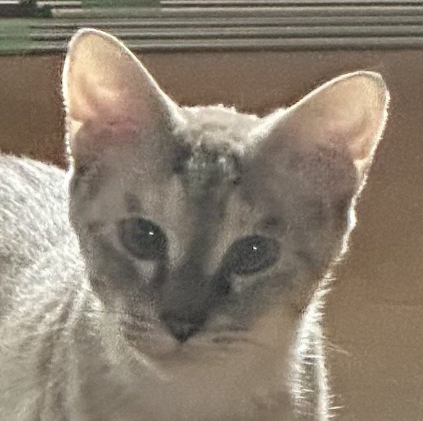 逆三角形の輪郭をした猫の顔