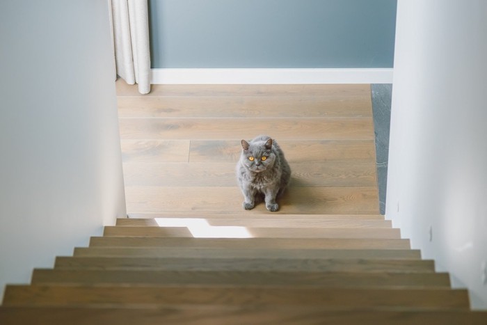 階段を登るのをためらうねこ