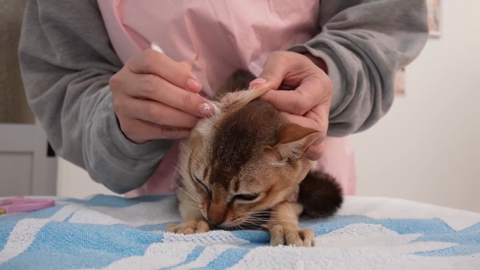 耳掃除される猫