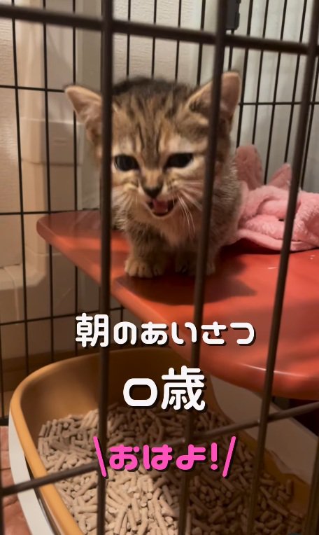 挨拶で鳴くマンチカンの子猫