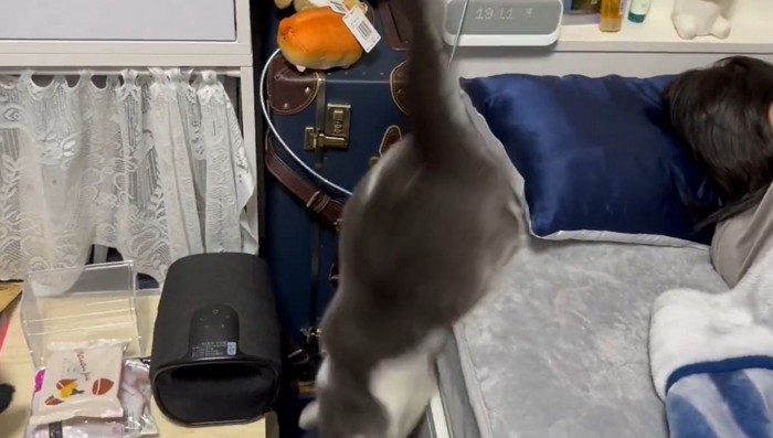 ベッドから落ちた猫