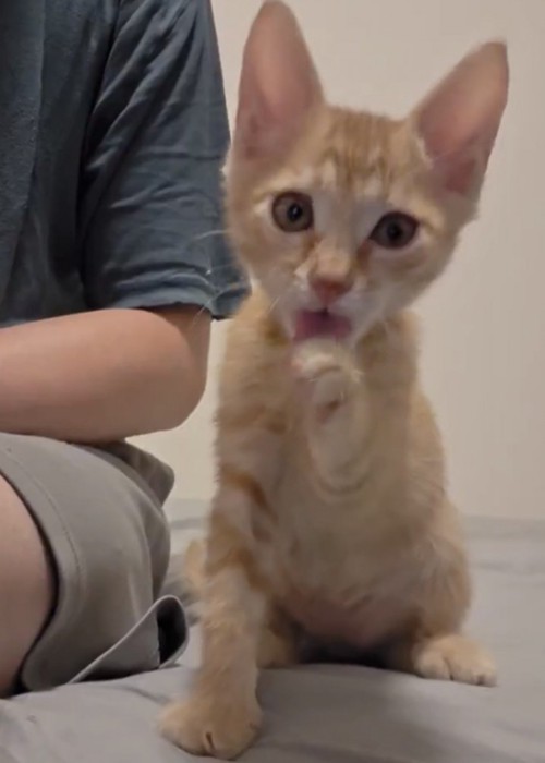 順調に毛づくろいをしていた茶トラの子猫
