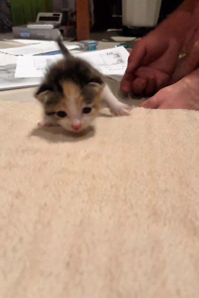 カメラに向かって歩く子猫