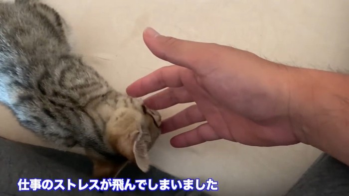 タロちゃんと飼い主さんのコメント