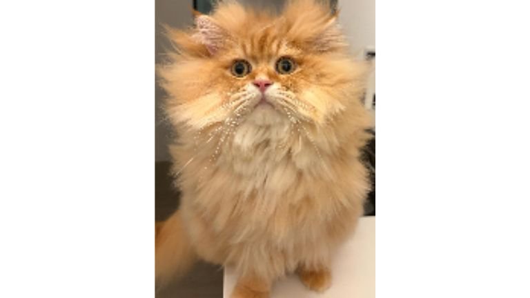寝癖が付いた猫
