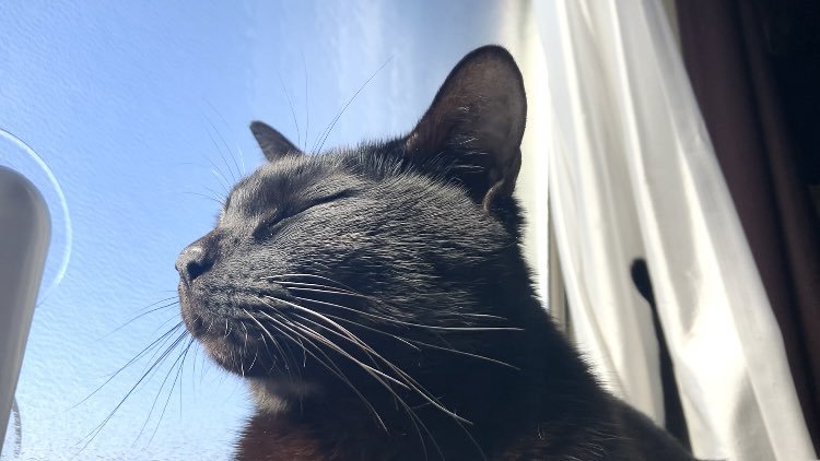 日向ぼっこでうっとりする黒猫