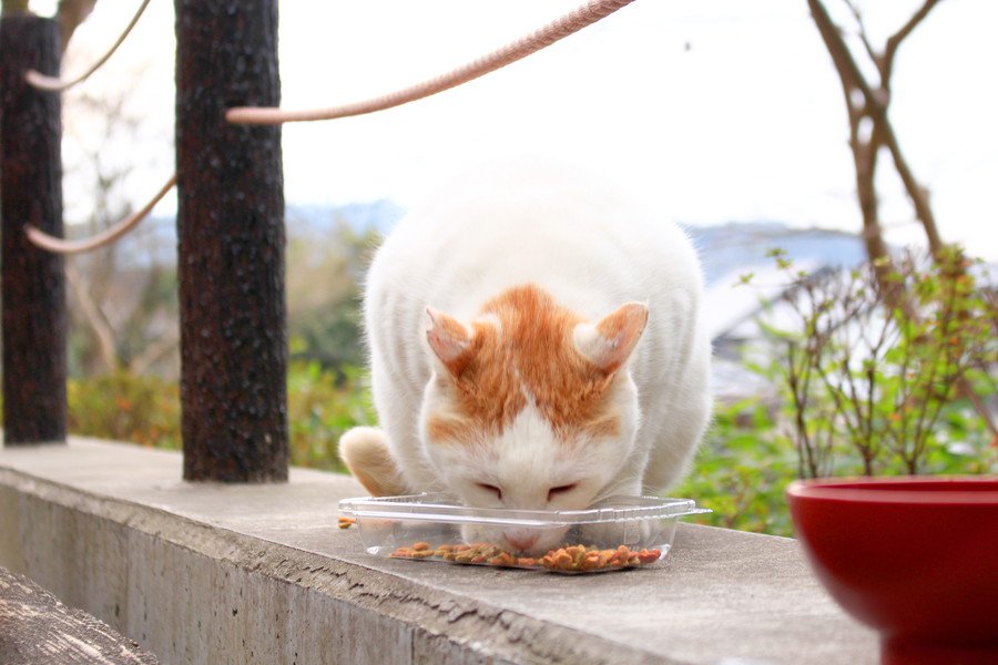 餌を食べる猫