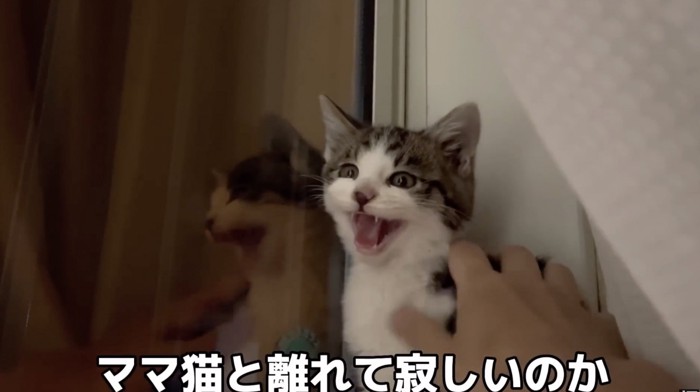 威嚇する子猫