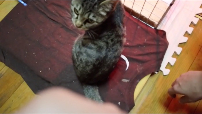 飼い主をふり返って見上げる猫