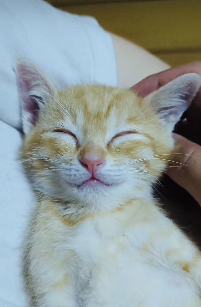 飼い主の上で寝る赤ちゃん猫