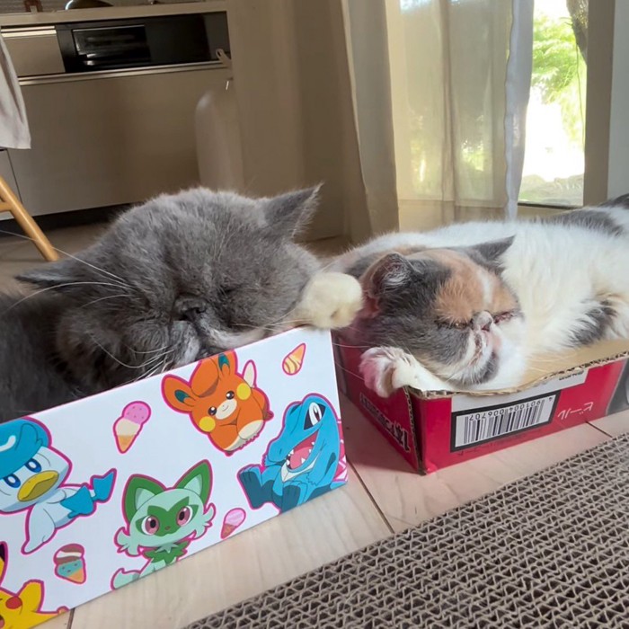 箱に入っている2匹の猫