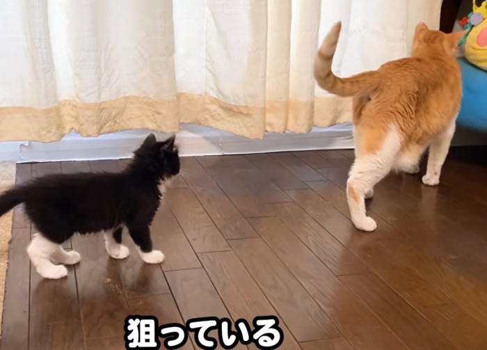 猫の後をついていく子猫(狙っている)