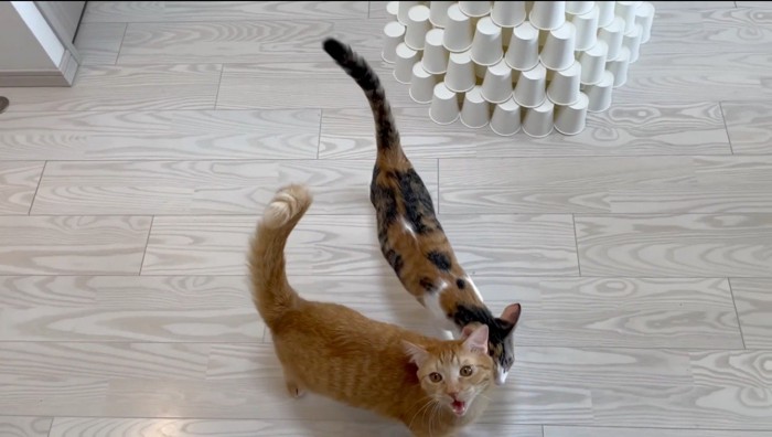 飼い主を見上げて鳴く猫