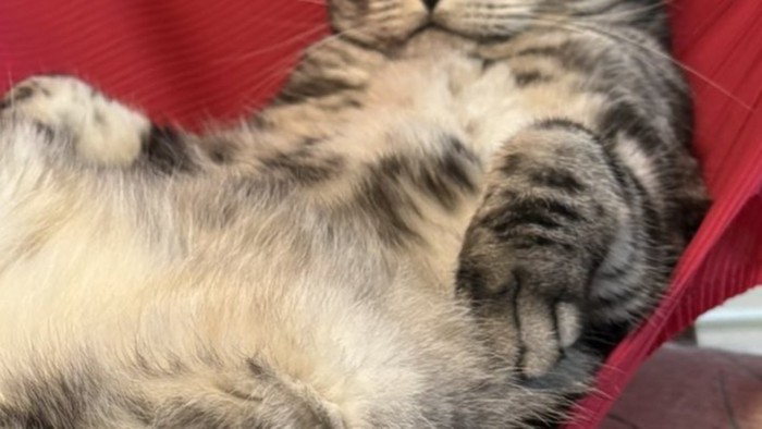 ふんぞり返る猫の手のアップ