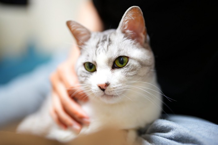 なでられる猫