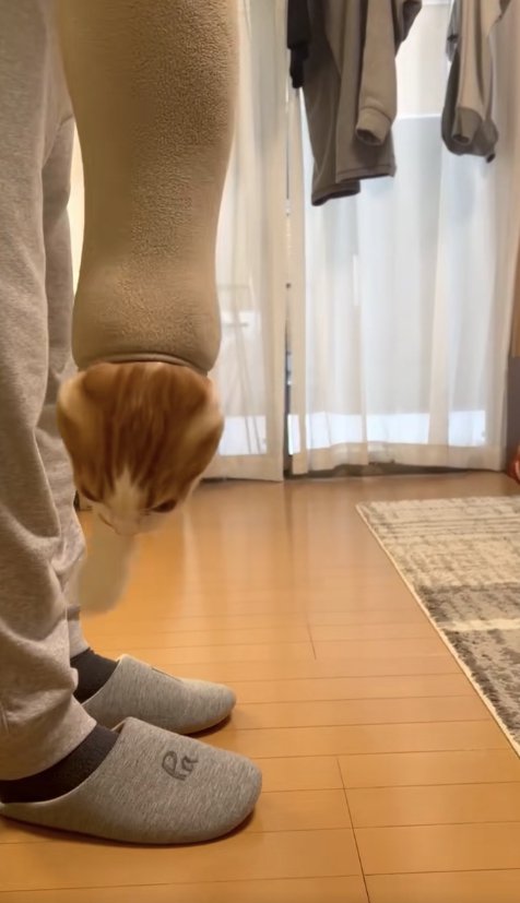 フリースの袖口から右前足と顔を出している猫