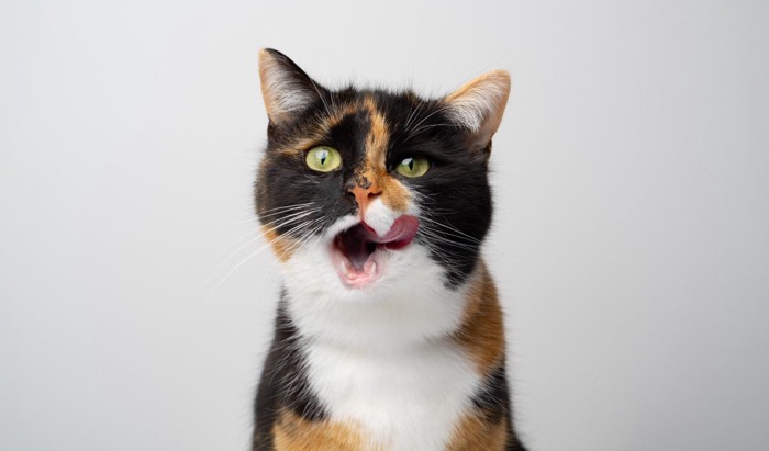 口のまわりを舐める猫