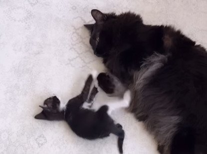 寝そべる猫と子猫