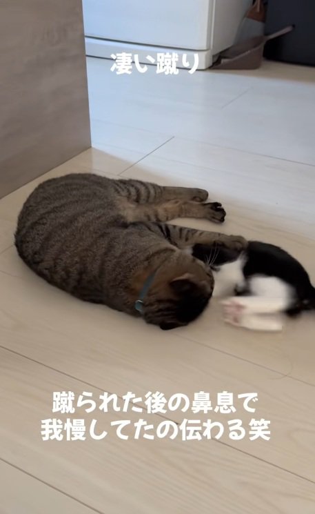 遊んでいるキジトラと子猫