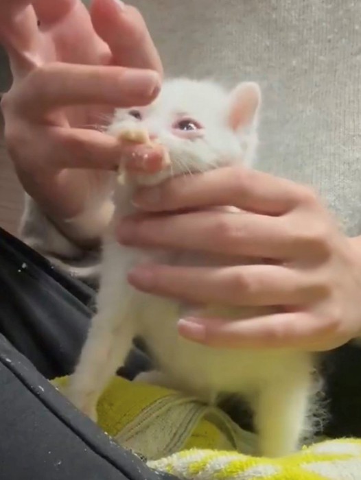 指からご飯をもらう子猫（上向き）