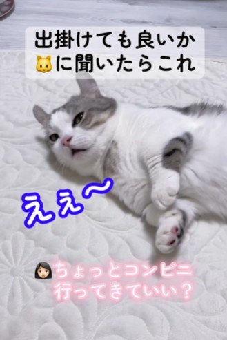 飼い主の外出を嫌がる猫